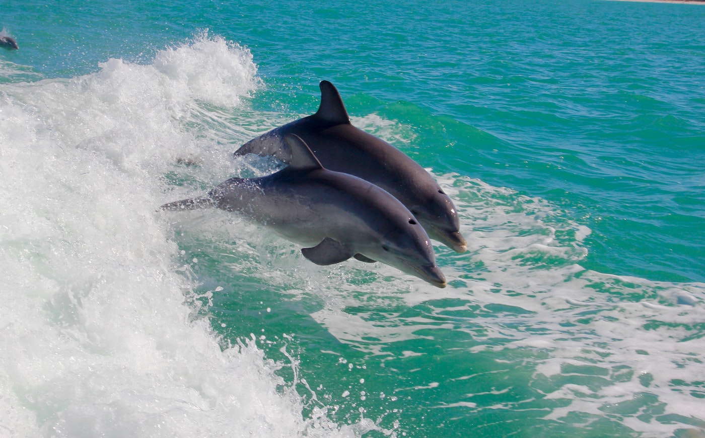 Zanzibar Experts zwei Delphine, die aus tropischen Gewässern springen