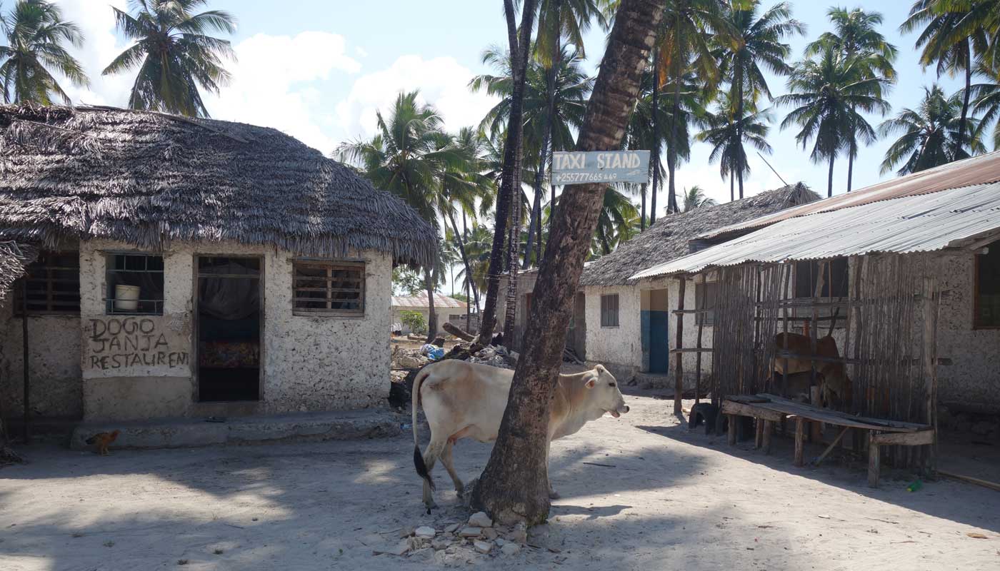 Zanzibar Experts Kuh neben Kokosnussbaum in einem lokalen Dorf